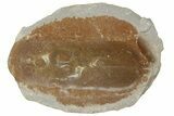Fossil Seed Fern (Neuropteris) Pos/Neg - Mazon Creek #183289-1